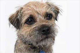 Wickes: Wicksey the dog character