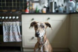 Battersea Dogs & Cats Home picks FCB Inferno as lead creative agency
