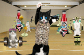 Crusha...animated singing cats