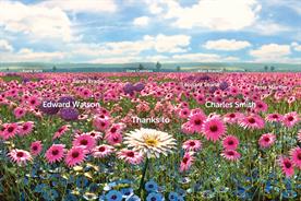Cancer Research UK creates VR infinite garden at Hampton Court Palace Flower Show