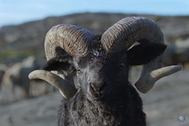 Volkswagen's 'self-confident' ram is face of global campaign for SUV model