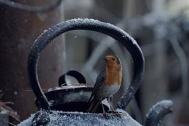 Waitrose Christmas ad depicts robin's epic journey home