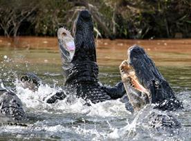 Alligator attack: lucky escape for Geoff Russell