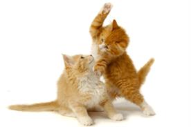 Wrestling kittens: a trend too far?