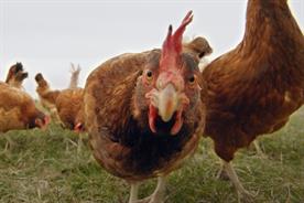 Waitrose to stream live ad from dairy farm