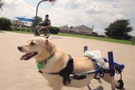 Kleenex's tearjerker viral tells poignant story of lovable disabled dog