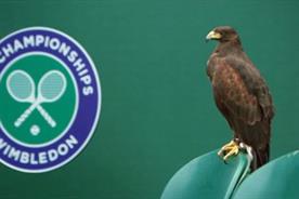 Stella Artois: produced a two-minute film about Rufus the pigeon-scaring hawk