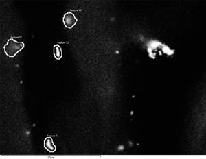 Analytical scanning electron microscope image of gold-labeled nanoplastic particles in the root of a wheat plant. Image source: FELMI-ZFE 
