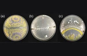 Plate cultures of (a) Trichoderma hamatum GD12 strain; (b) Sclerotinia sclerotiorum (c) co-culture of the two showing inhibitory effect of T. hamatum GD12 (bottom) on S. sclerotiorum (top). Image credit: Rothamsted Research