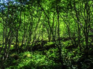 Biomass and biogas sectors welcome CCC’s reports