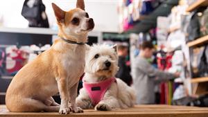 Pet shop assistant was unfairly dismissed for whistleblowing on Covid measures, tribunal rules