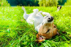 Don't lose your head in the dog days of August