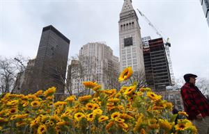 Why 333 sunflowers appeared at Flatiron Plaza