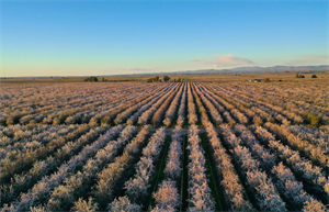 How Kind is using VR and AR to explain its Almond Acres Initiative