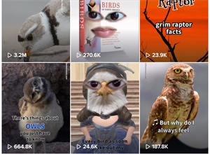 ‘They are seeing a different side of us’: TikTok helps Audubon Society reach younger audience
