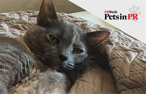 Dusty the cat’s journey forever bonds reporters and one PR pro