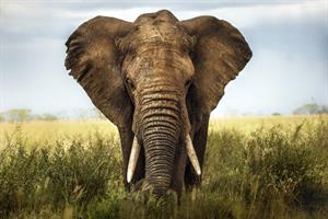 42West to develop comms for Botswana elephant-hunting policy