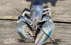 Get Maine Lobster strikes ‘seafood gold’ with rare crustacean