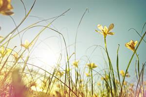 Coronavirus Briefing: Unemployment, the sharing economy, security and A Lovely Day