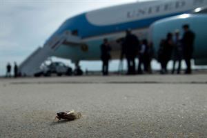 Cicadas and flies and birds, oh my: What has your favorite insect or animal-related political interruption been?