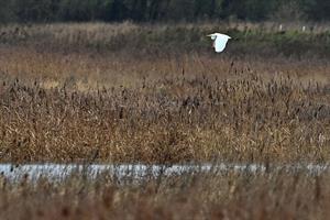 Restored quarry at Ouse Fen Reserve, Cambridgeshire: consultation recognises minerals industry’s biodiversity contribution but stops short of exemptions. Photograph: Justin Tallis/Getty Images