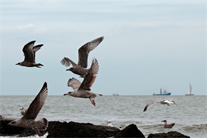 View of the North Sea and sea gulls