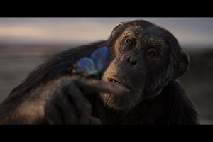 A chimp with a butterfly on its finger