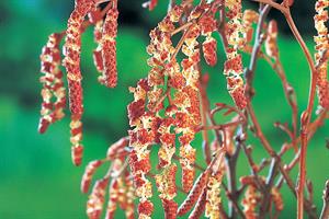 Alnus