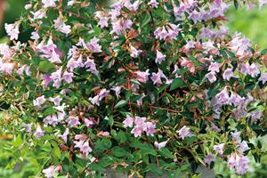 Abelia