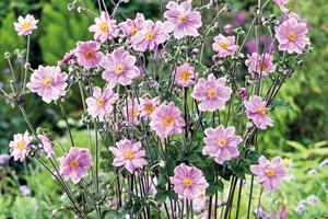 Anemone