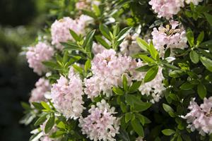 Bloombux rhododendron promoted as buxus alternative | HortWeek