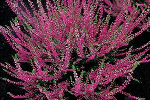 Calluna vulgaris