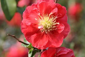 Fargesia Murielae 'Elias' | HortWeek