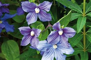 Late-flowering Clematis