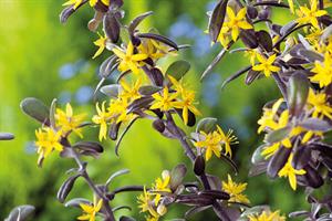 Corokia