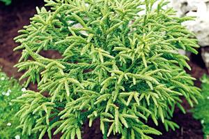 Cryptomeria