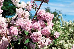 Deutzia