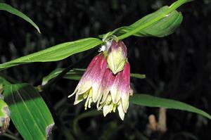 Disporum