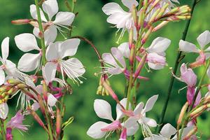 Gaura