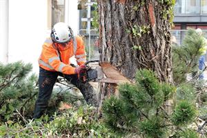 Top UK Arboriculture Businesses 2018