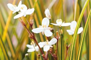Libertia