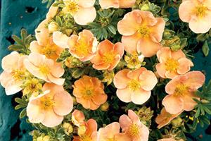 Potentilla
