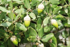 Quercus
