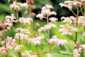Rodgersia