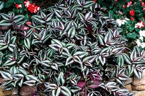 Tradescantia