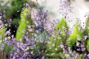 Thalictrum