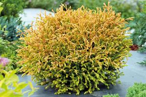Thuja
