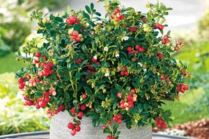 Vaccinium