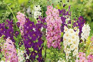 Verbascum