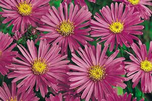 Aster